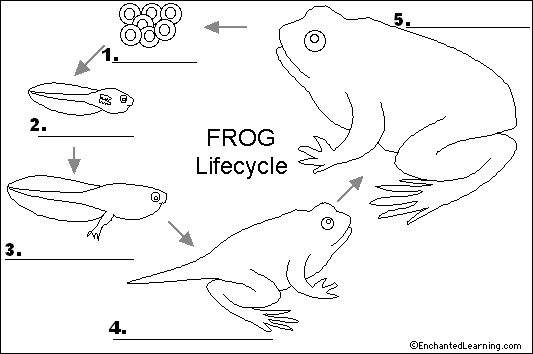 worksheet-frog-life-cycle-worksheet-grass-fedjp-worksheet-study-site