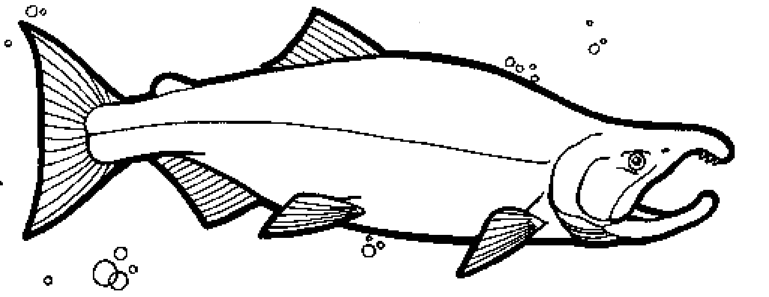 sockeye-salmon-coloring-page-coloring-pages